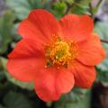 Geum coccineum - Beno�te