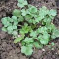 Ranunculus repens - Renoncule rampante Ranunculus repens - Renoncule rampante