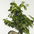 Tro�ne - Ligustrum 