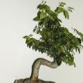 Tro�ne - Ligustrum 