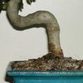 Tro�ne - Ligustrum 