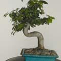 Tro�ne - Ligustrum 