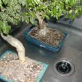 Tro�ne - Ligustrum 