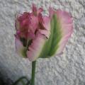 Tulipe perroquet 'Wave Green' - Tulipa