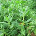 T�tragone cornue - Tetragonia