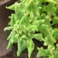 T�tragone cornue - Tetragonia