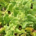 T�tragone cornue - Tetragonia