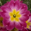 Primula vulgaris - Primev�re
