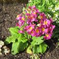 Primula vulgaris - Primev�re