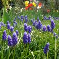 Muscari armeniacum - Jacinthe � grappes