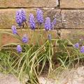 Muscari armeniacum - Jacinthe à grappes