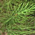 Prêle des champs - Equisetum arvense Prêle des champs - Equisetum arvense