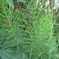 Prêle des champs - Equisetum arvense