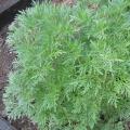 Absinthe - Artemisia absinthium
