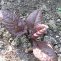 Oseille pourpre - Rumex x Purpurea