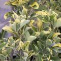 Fusain du Japon - Euonymus japonicus Aureomarginatus 