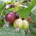 Groseillier � maquereau - Ribes uva-crispa