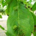 Phytopte du noyer