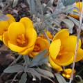 Crocus chrysanthus Dorothy