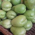Chayotte - Sechium edule Chayotte - Sechium edule
