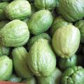 Chayotte - Sechium edule