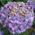 Br�lure sur hortensia