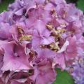 Br�lure sur hortensia