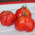 Tomate 'Coeur de Boeuf' Tomate 'Coeur de Boeuf'