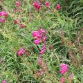 Penstemon