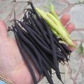 Haricot vert nain mangetout 'Velour' Haricot vert nain mangetout 'Velour'