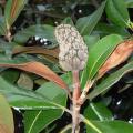 Magnolia grandiflora - Magnolia � grandes fleurs