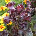 P�rilla de Nankin - Perilla frutescens