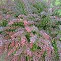 Berberis thunbergii