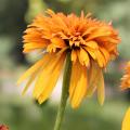 Echinacée 'Marmelade' - Echinacea