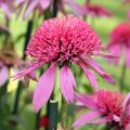 Echinac�e 'Pink Double Delight' - Echinacea  