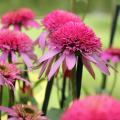 Echinac�e 'Pink Double Delight' - Echinacea  