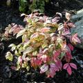 Nandina domestica 'Fire Power' - Bambou sacr�