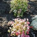 Nandina domestica 'Fire Power' - Bambou sacr�