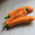 Courgette 'Orelia' Courgette 'Orelia'