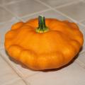 Patisson orange - Courge Patisson orange - Courge