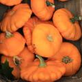Patisson orange - Courge