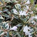 Abelia grandiflora 'Confetti' Abelia grandiflora 'Confetti'
