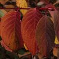 Cornouiller - Cornus alba sibirica