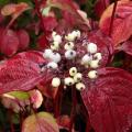 Cornouiller - Cornus alba sibirica