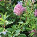 Ceanothus x pallidus 'Marie Simon' Ceanothus x pallidus 'Marie Simon'