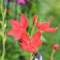 Schizostylis coccinea 'Major'