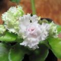 Saintpaulia 'Sassy Sister' - Violette du Cap - Violette africaine