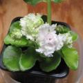 Saintpaulia 'Sassy Sister' - Violette du Cap - Violette africaine
