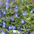 Lobelia erinus