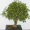 Serissa - Arbre aux 1000 �toiles